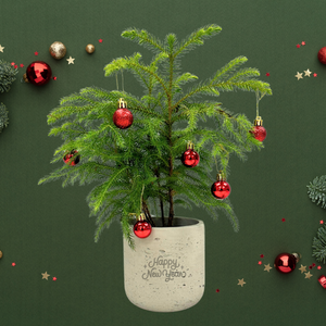 The Mason Holiday Pine Desk Plant