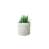 Desk Plants® Mini Parker Pot Succulents
