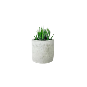 Desk Plants® Mini Parker Pot Succulents